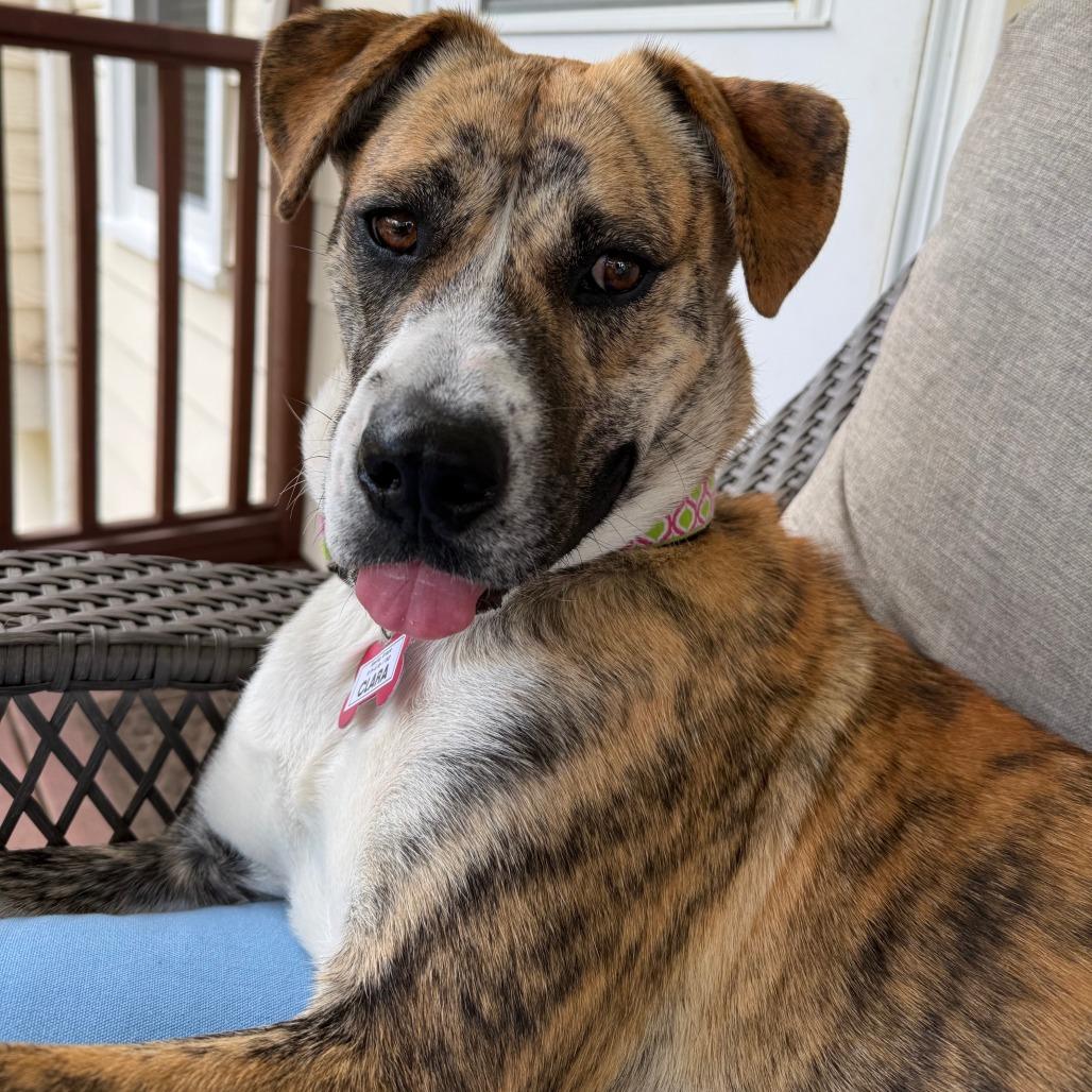 Clara, a Adoptable mixed breed in Wake Forest, NC image 2/6
