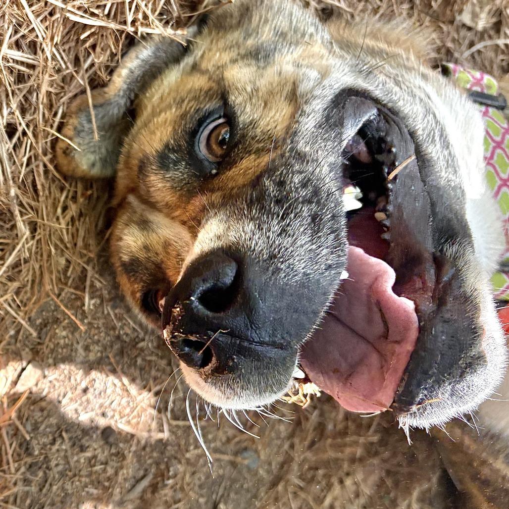 Enlarge Clara, a Adoptable mixed breed in Wake Forest, NC image 2/6