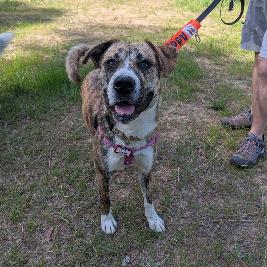 Enlarge Clara, a Adoptable mixed breed in Wake Forest, NC image 3/6