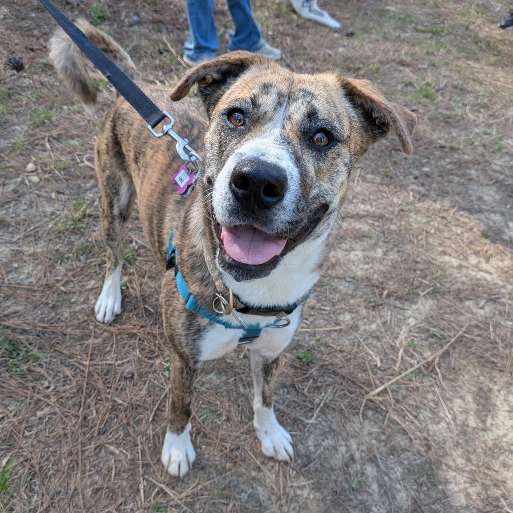 Enlarge Clara, a Adoptable mixed breed in Wake Forest, NC image 4/6