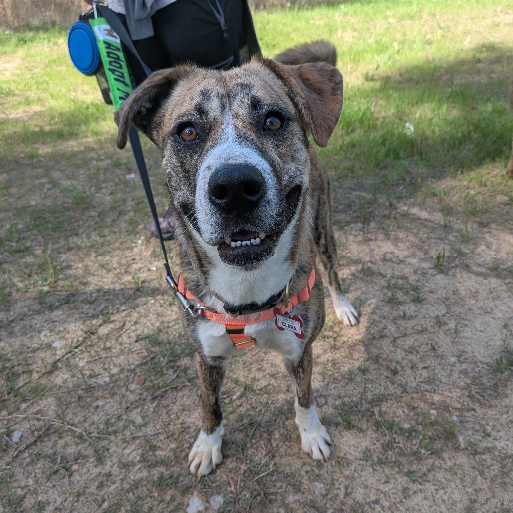Enlarge Clara, a Adoptable mixed breed in Wake Forest, NC image 5/6