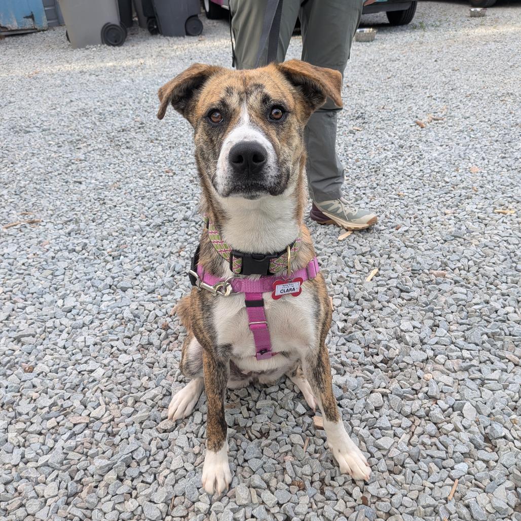 Enlarge Clara, a Adoptable mixed breed in Wake Forest, NC image 6/6