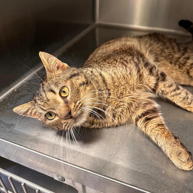 Enlarge Yugi, a Adoptable Domestic Short Hair in Greensburg, PA image 1/2