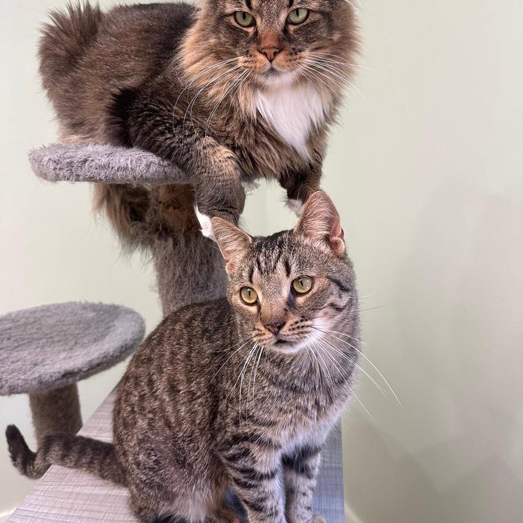 Enlarge Yugi, a Adoptable Domestic Short Hair in Greensburg, PA image 2/2