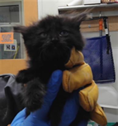 LIZZIE, Adoptable, Kitten Female Domestic Short Hair.