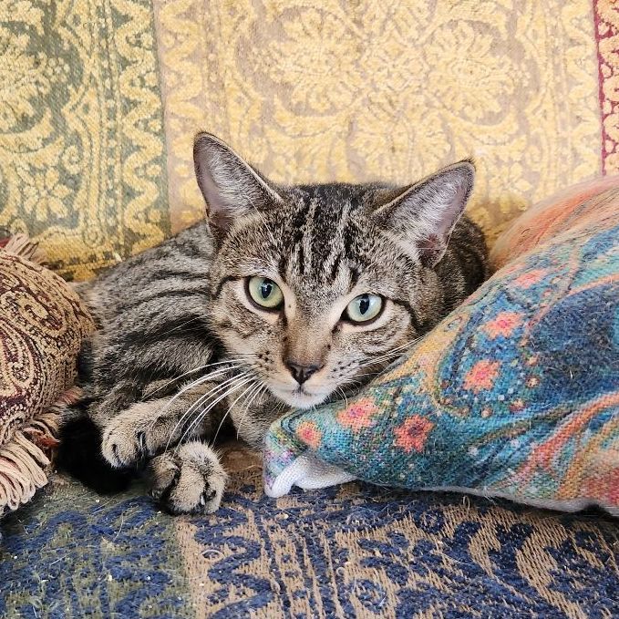 Sammy Bonded with Archie, a Adoptable Domestic Short Hair in New Port Richey, FL image 4/4