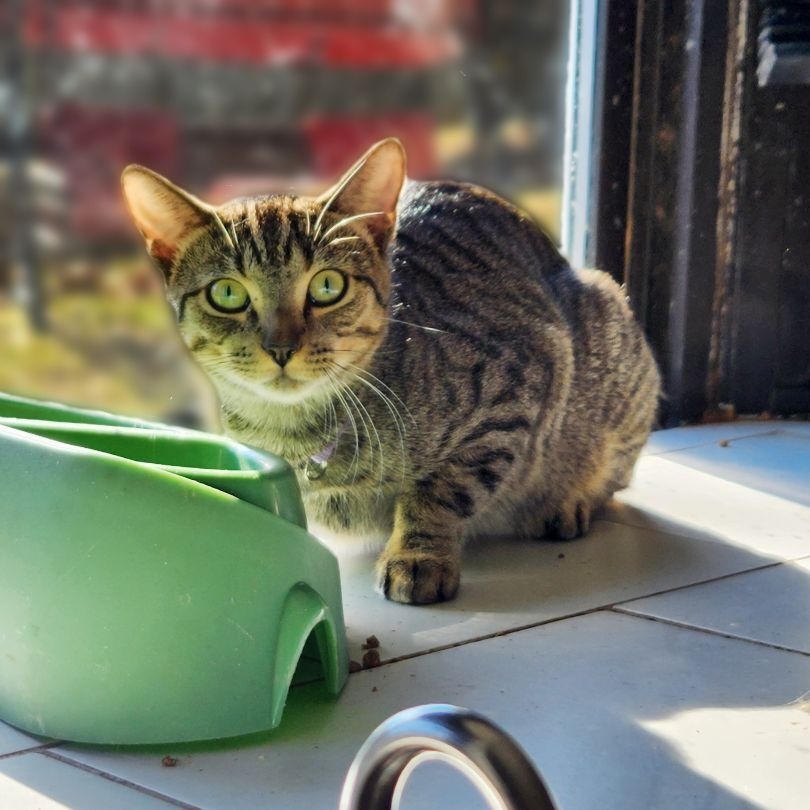 Sammy Bonded with Archie, a Adoptable Domestic Short Hair in New Port Richey, FL image 3/4