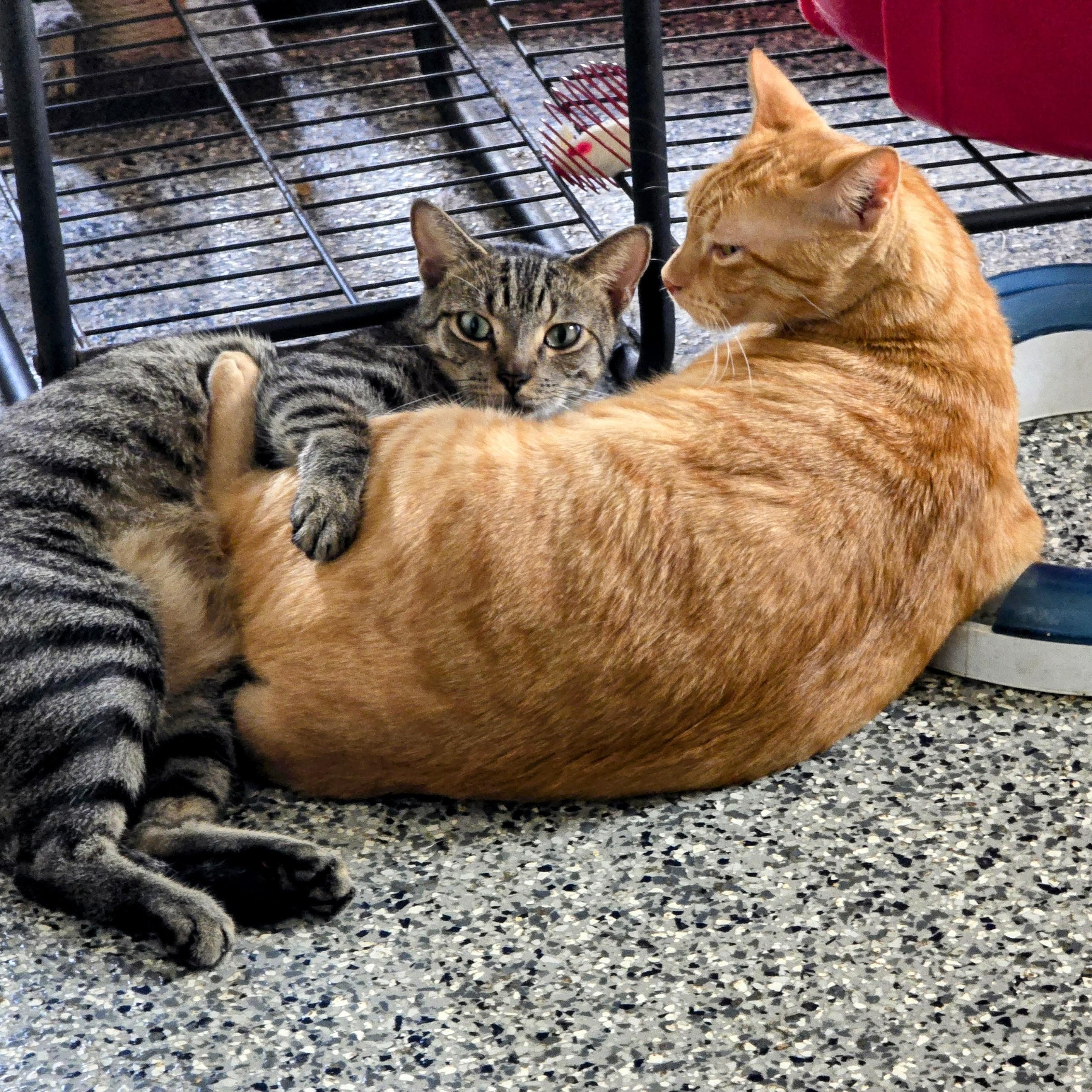 Sammy Bonded with Archie, a Adoptable Domestic Short Hair in New Port Richey, FL image 1/4