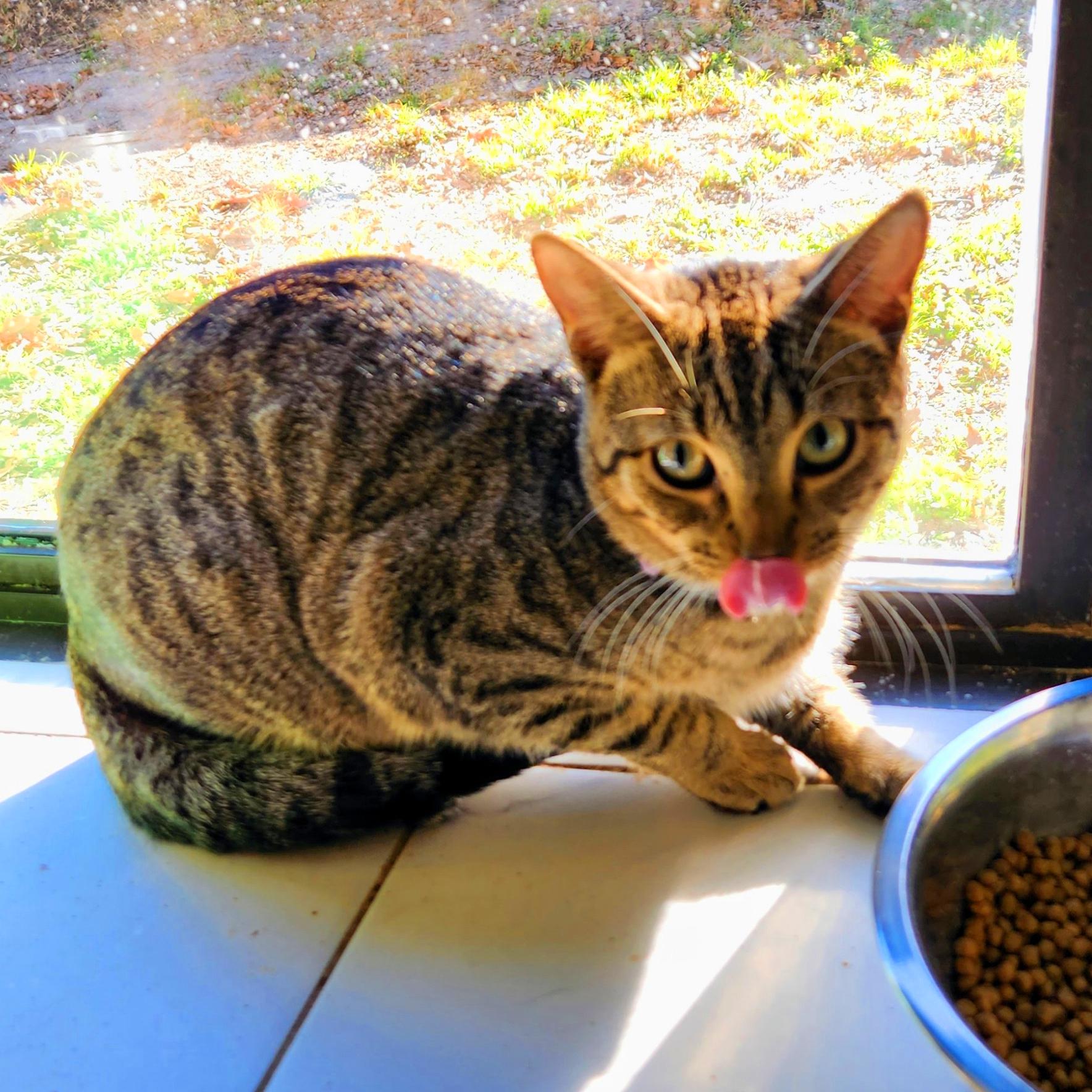 Sammy Bonded with Archie, a Adoptable Domestic Short Hair in New Port Richey, FL image 2/4