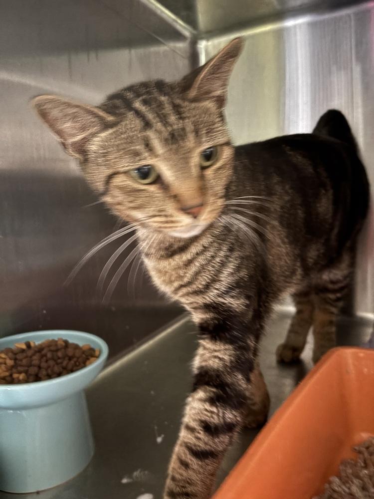 CK, Adoptable, Young Male Domestic Short Hair.