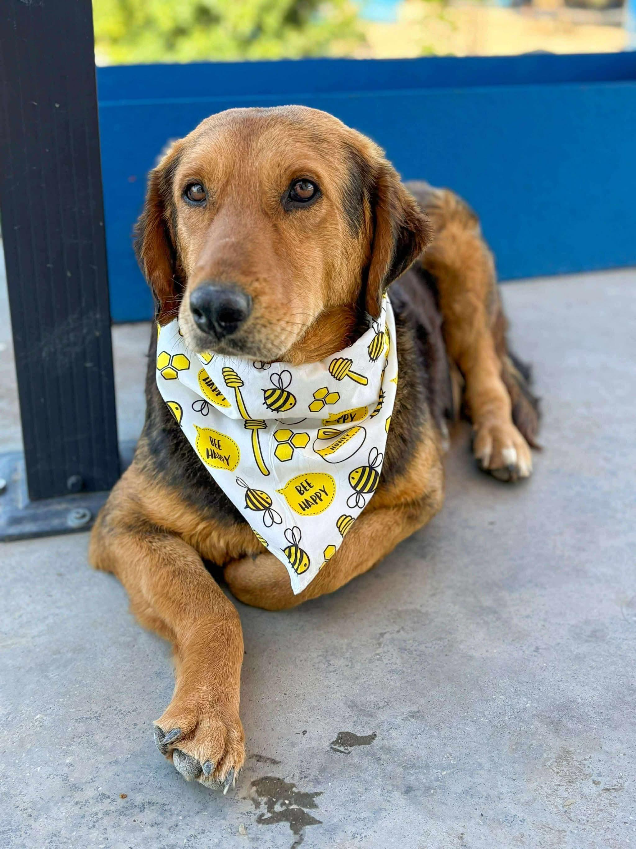 Bryson, a Adoptable mixed breed in Tacoma, WA image 5/6