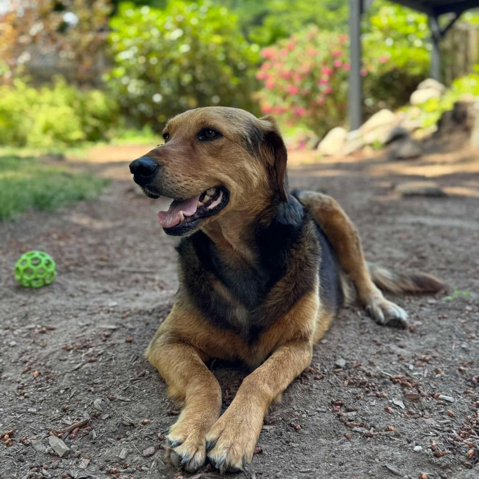 Bryson, a Adoptable mixed breed in Tacoma, WA image 6/6
