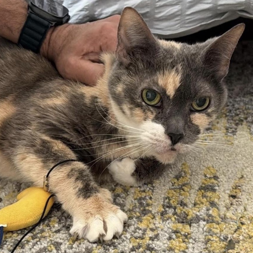 Eddie, a ADOPTABLE Domestic Short Hair in Weehawken, NJ image 1/6