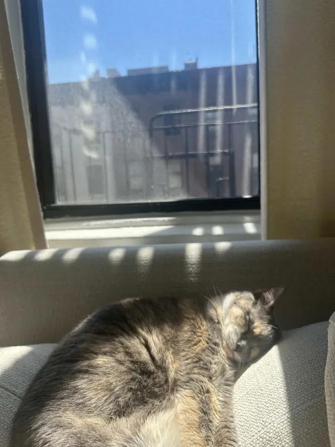 Eddie, a ADOPTABLE Domestic Short Hair in Weehawken, NJ image 6/6