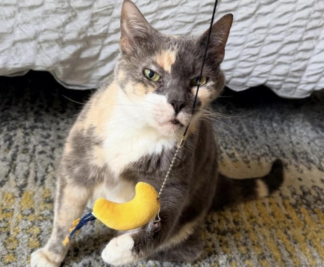 Eddie, a ADOPTABLE Domestic Short Hair in Weehawken, NJ image 3/6