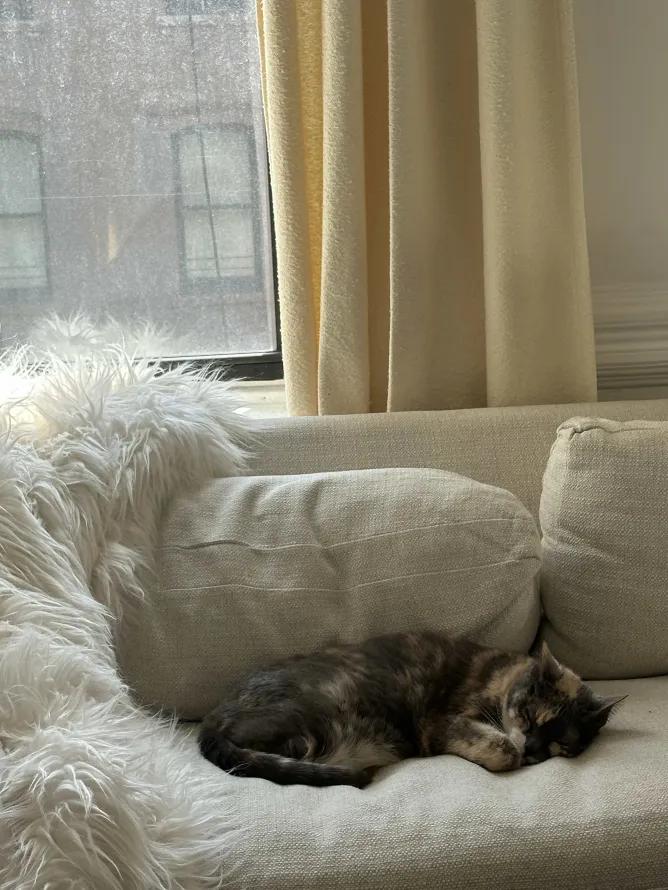 Eddie, a ADOPTABLE Domestic Short Hair in Weehawken, NJ image 5/6