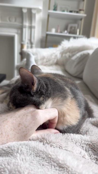 Enlarge Eddie, a ADOPTABLE Domestic Short Hair in Weehawken, NJ video 4/6