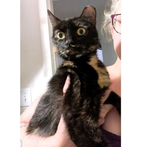 Joanna, an adoptable Tortoiseshell in Salt Lake City, UT, 84109 | Photo Image 1