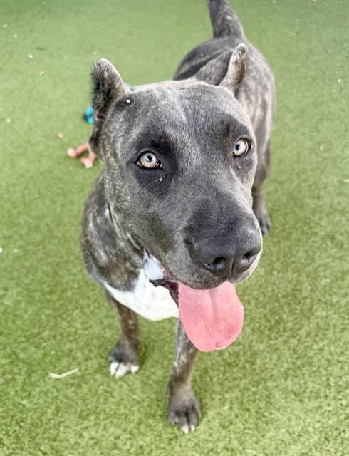 OATMEAL, Adoptable, Adult Female Presa Canario.