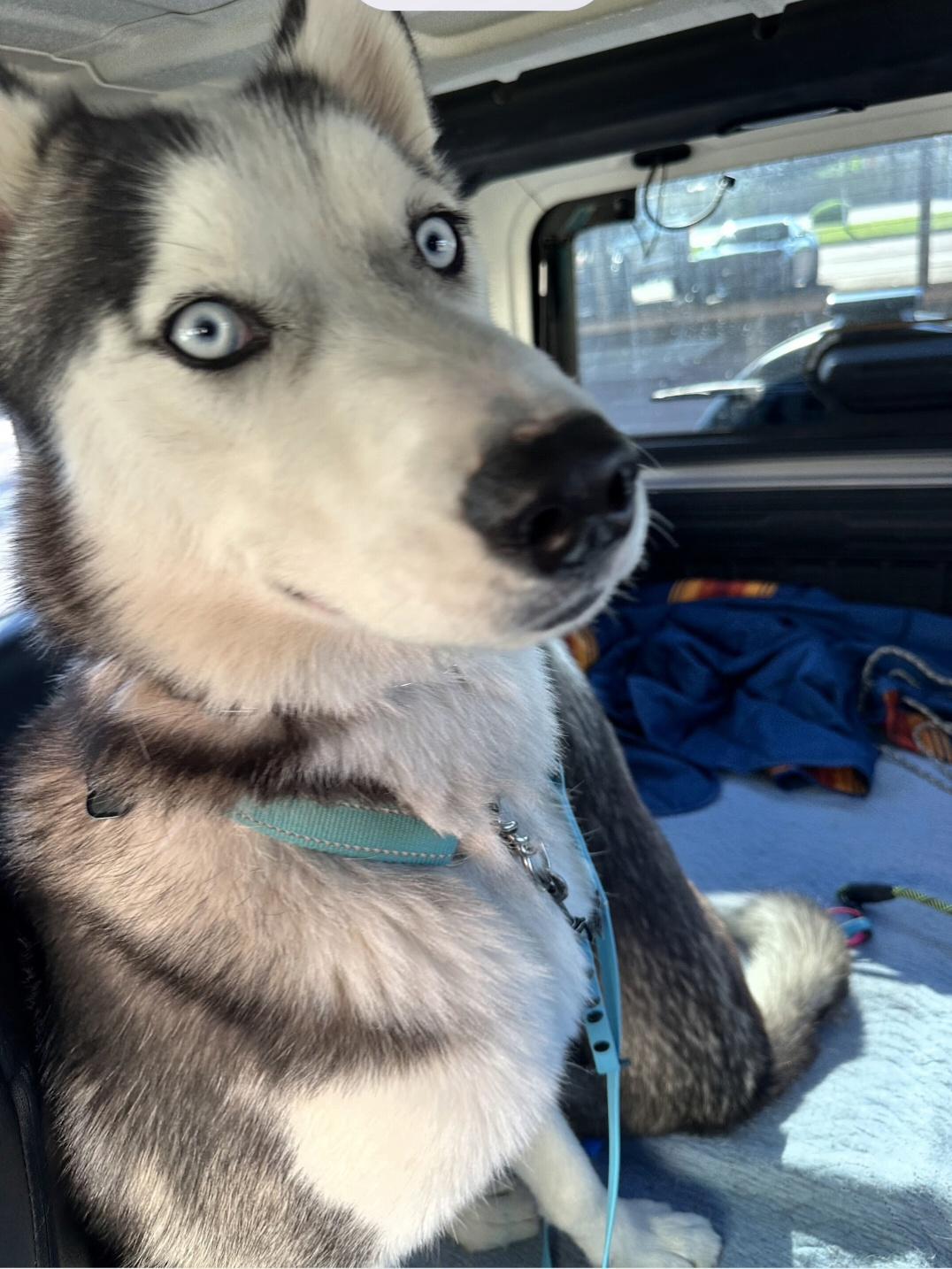 Balto, a Adoptable Siberian Husky in Cave Creek, AZ image 1/5