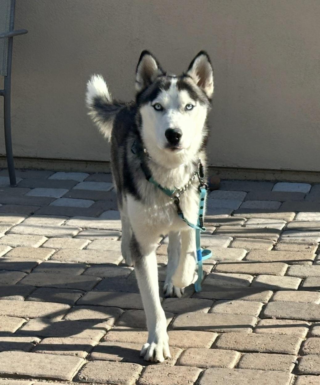 Balto, a Adoptable Siberian Husky in Cave Creek, AZ image 4/5