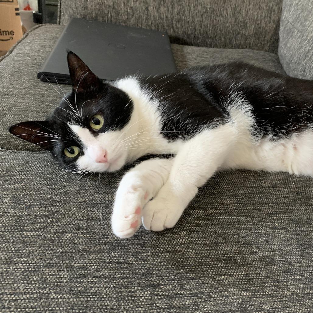 Enlarge Mr Rogers 54425 (FIV+), a Adoptable Domestic Short Hair in Eaton Rapids, MI image 1/5