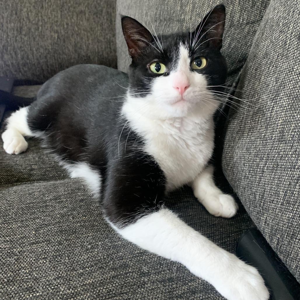 Mr Rogers 54425 (FIV+), Adoptable, Adult Male Domestic Short Hair.