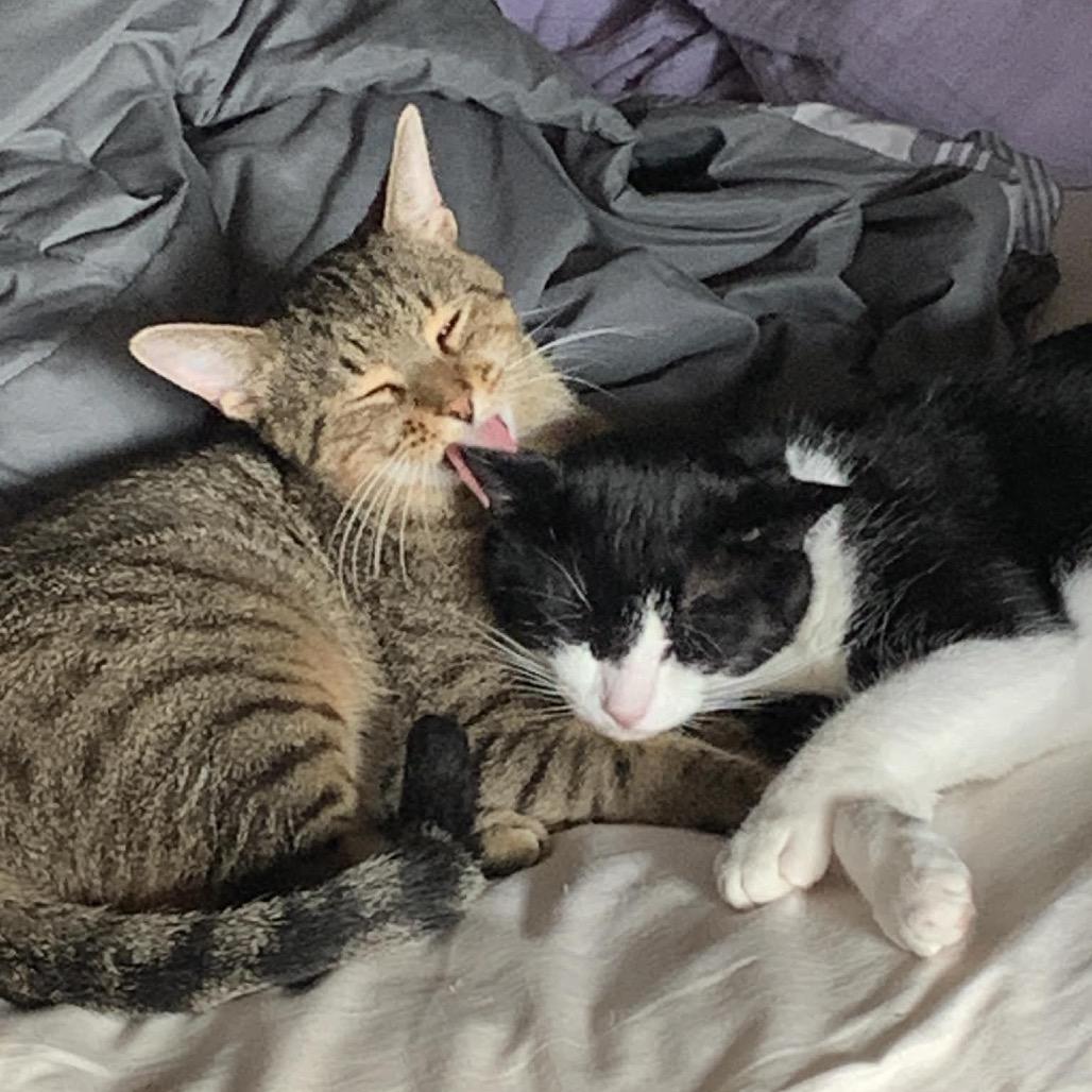 Mr Rogers 54425 (FIV+), a Adoptable Domestic Short Hair in Lansing, MI image 3/6