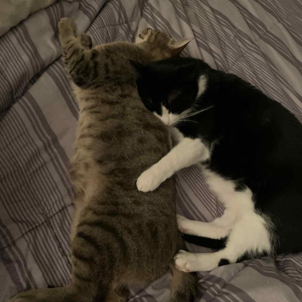 Mr Rogers 54425 (FIV+), a Adoptable Domestic Short Hair in Lansing, MI image 4/6