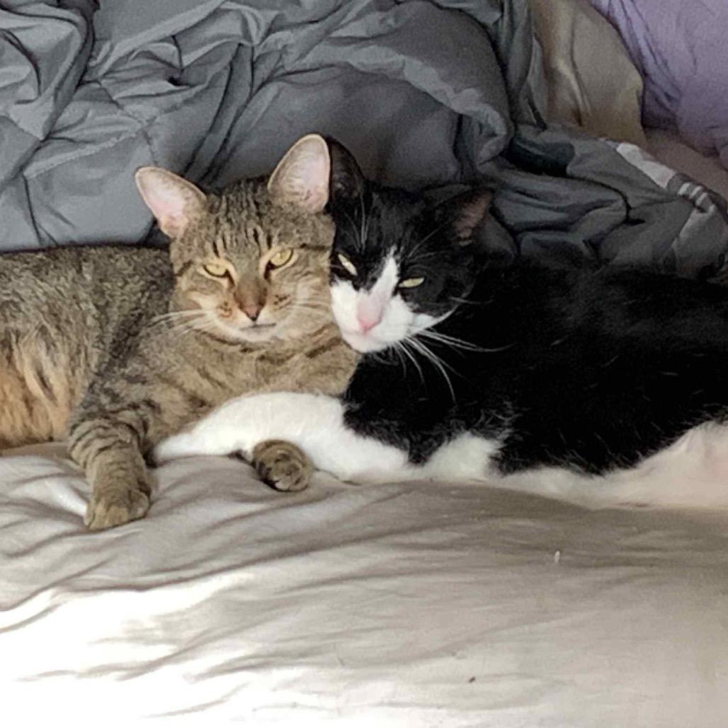 Mr Rogers 54425 (FIV+), a Adoptable Domestic Short Hair in Lansing, MI image 5/6