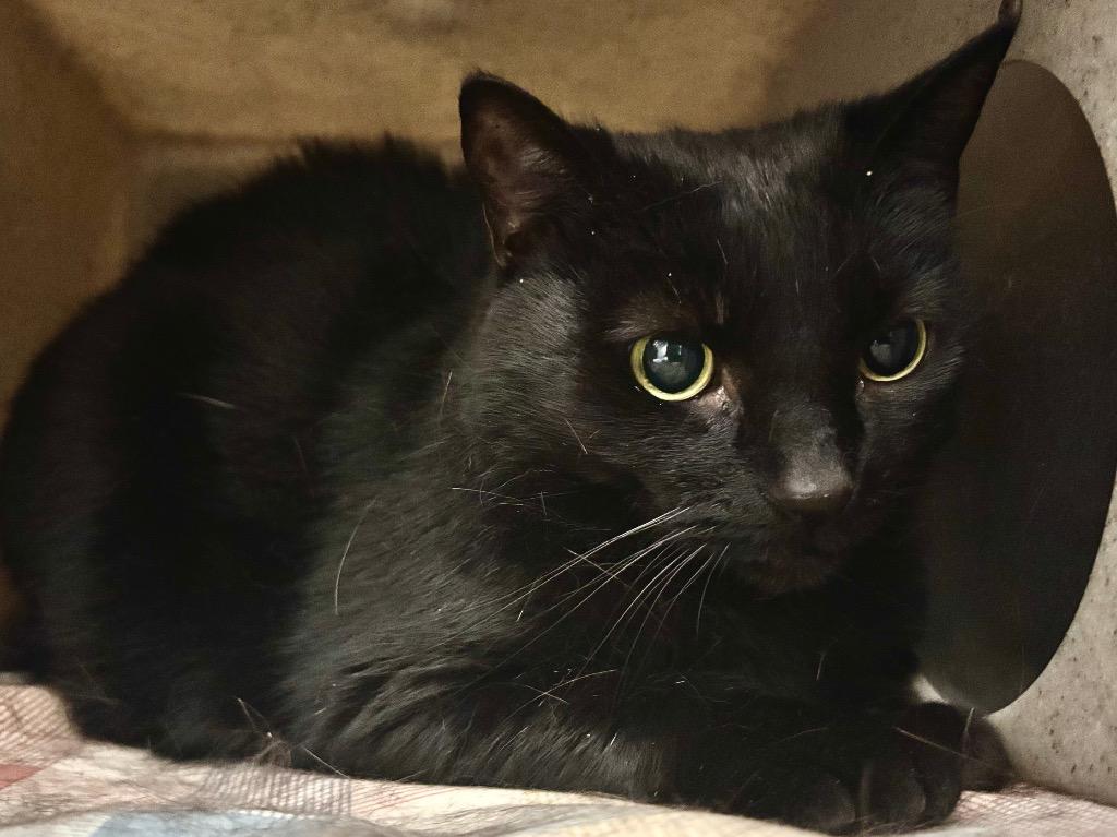 Razzie, Adoptable, Senior Female Domestic Short Hair.