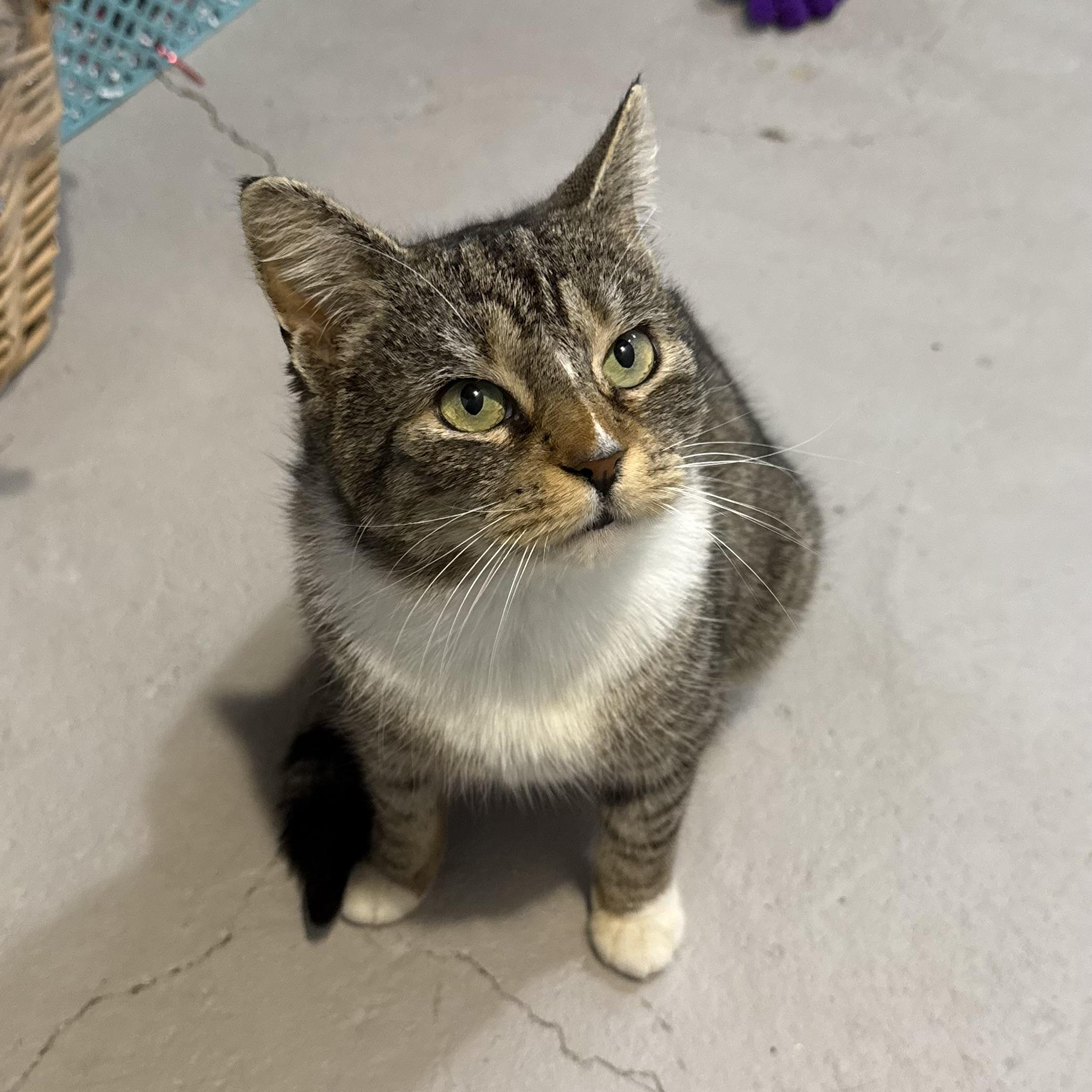 Enlarge Opal, a ADOPTABLE Domestic Short Hair in Hartville, OH image 3/3