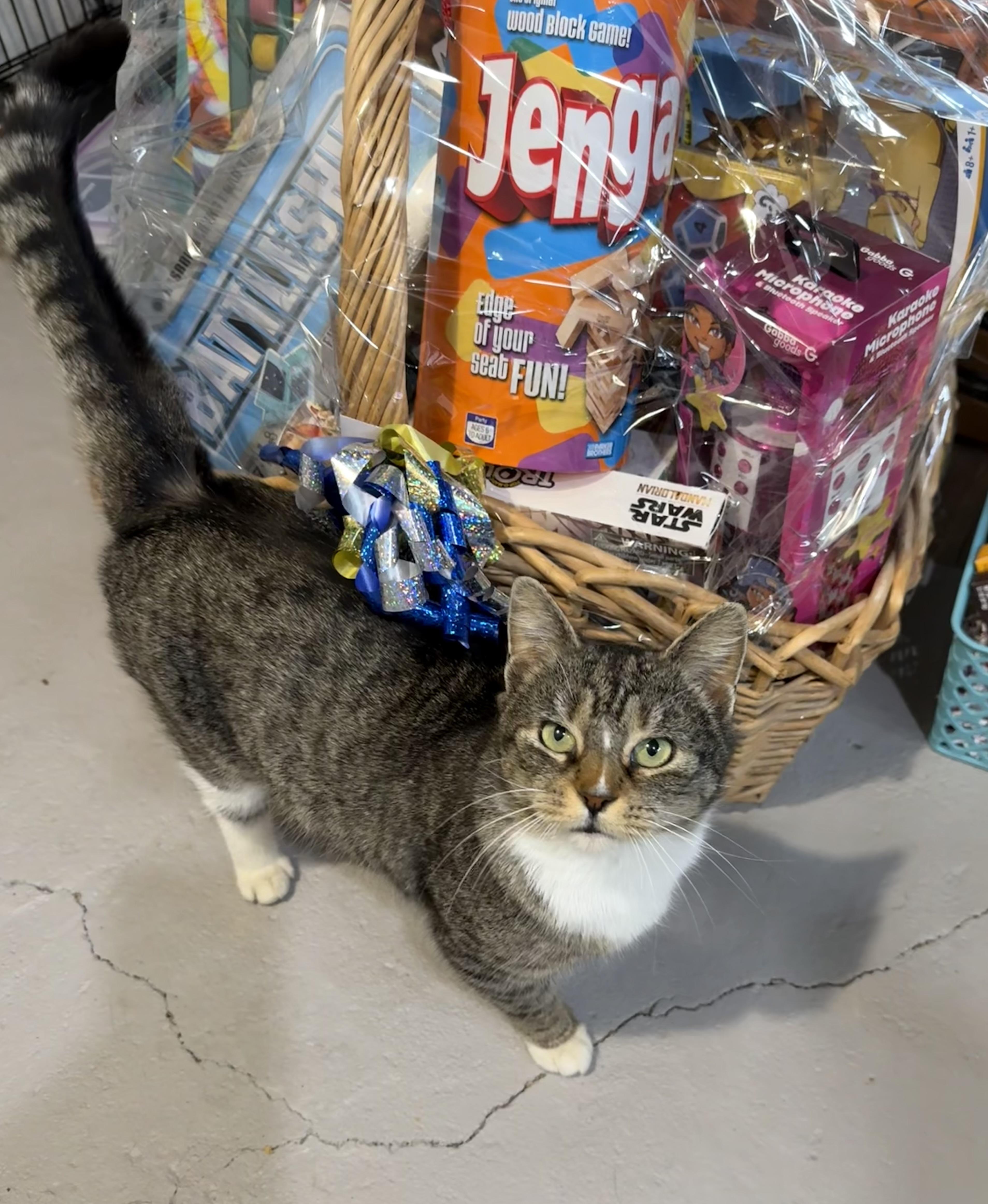 Enlarge Opal, a ADOPTABLE Domestic Short Hair in Hartville, OH image 1/3