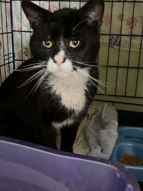 Enlarge Neal (FCID# 03/04/2026 - 42 Glen Mills PS) C, a Adopted Tuxedo in Greenville, DE image 2/2