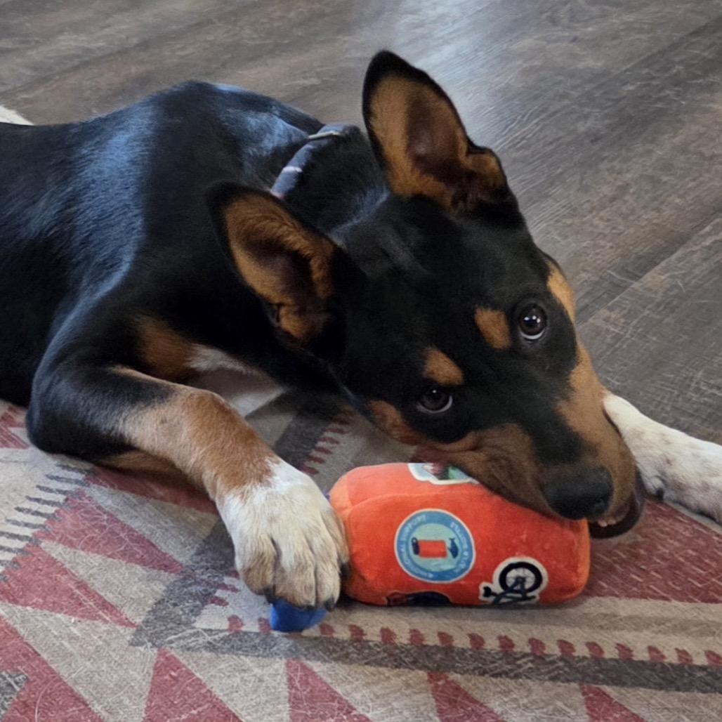 Enlarge Deandra-Dee Dee, a Adoptable Shepherd in Tuba City, AZ image 4/6