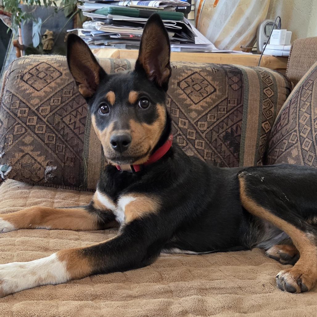 Enlarge Deandra-Dee Dee, a Adoptable Shepherd in Tuba City, AZ image 5/6