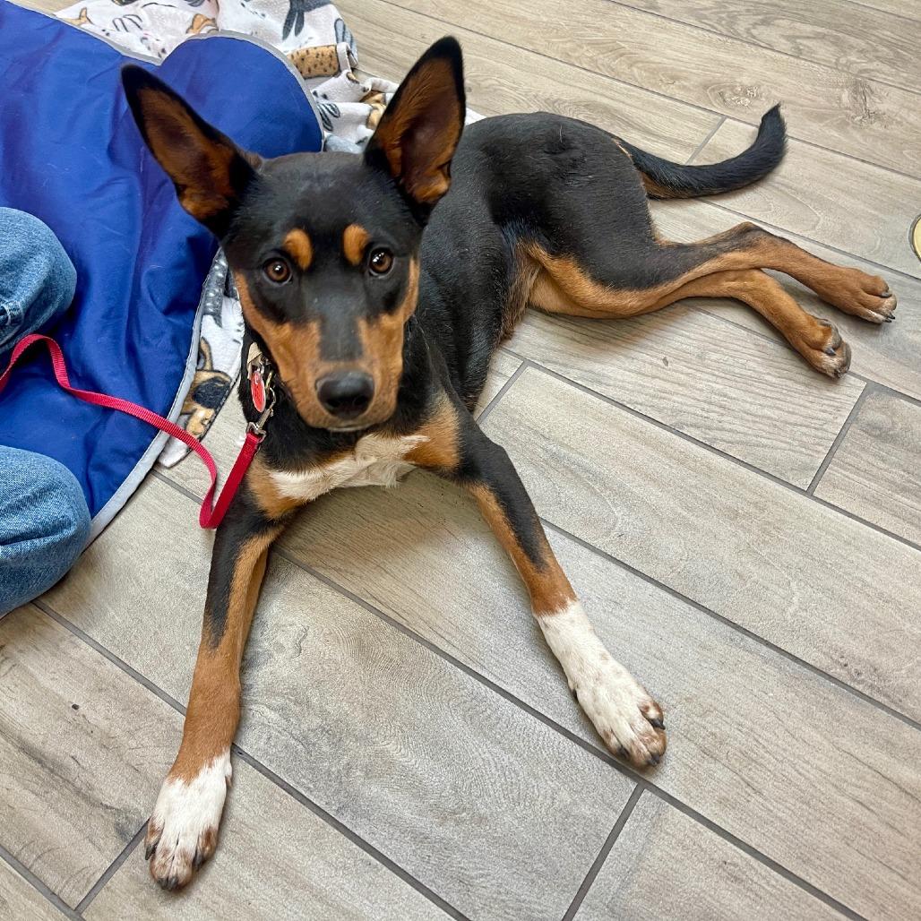 Enlarge Deandra-Dee Dee, a Adoptable Shepherd in Tuba City, AZ image 6/6