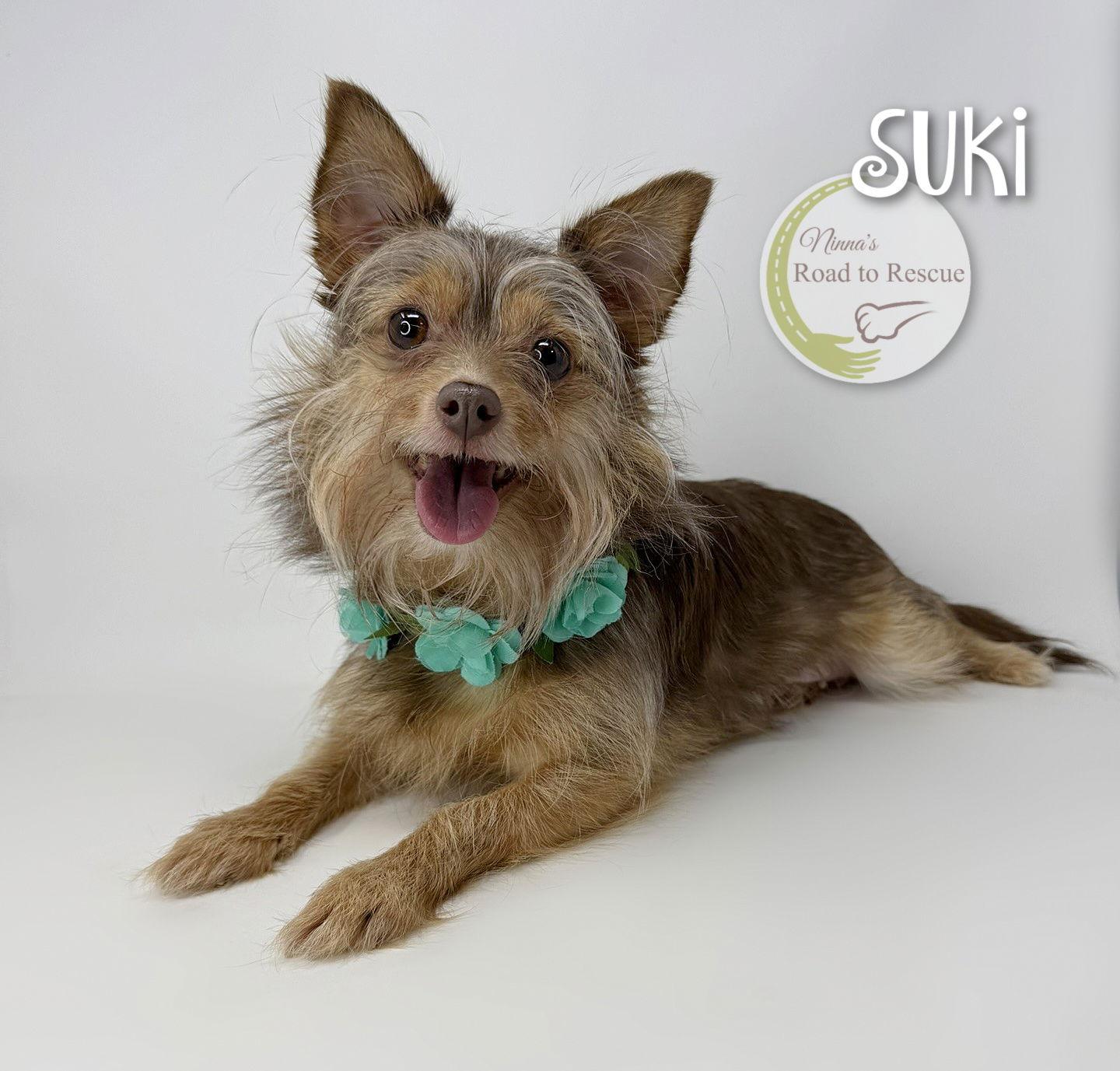 Enlarge Suki, a Adoptable mixed breed in Benton, LA image 1/2