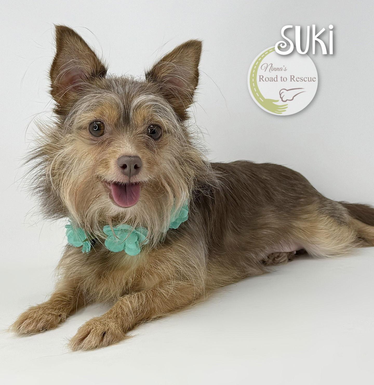 Enlarge Suki, a Adoptable mixed breed in Benton, LA image 2/2