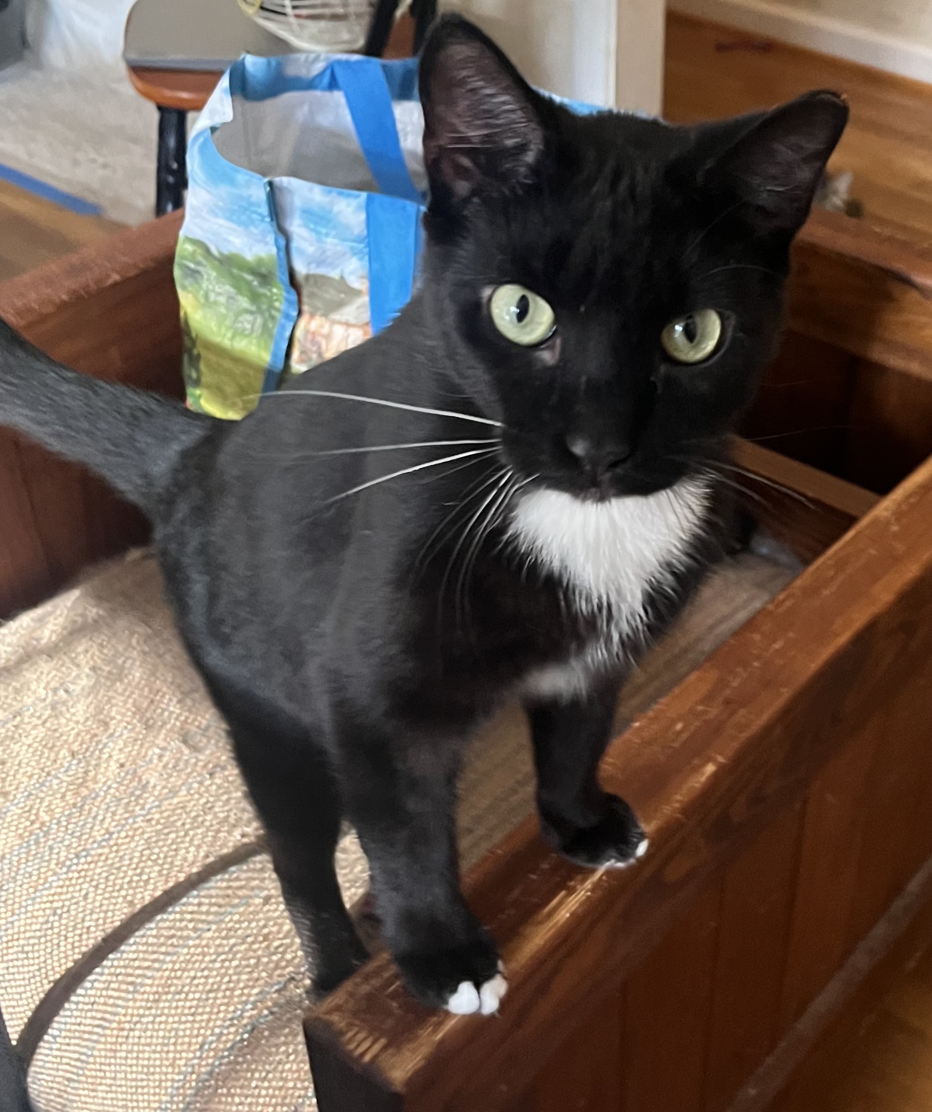 Enlarge Ronnie, a Adoptable Domestic Short Hair in Richmond, VA image 1/2