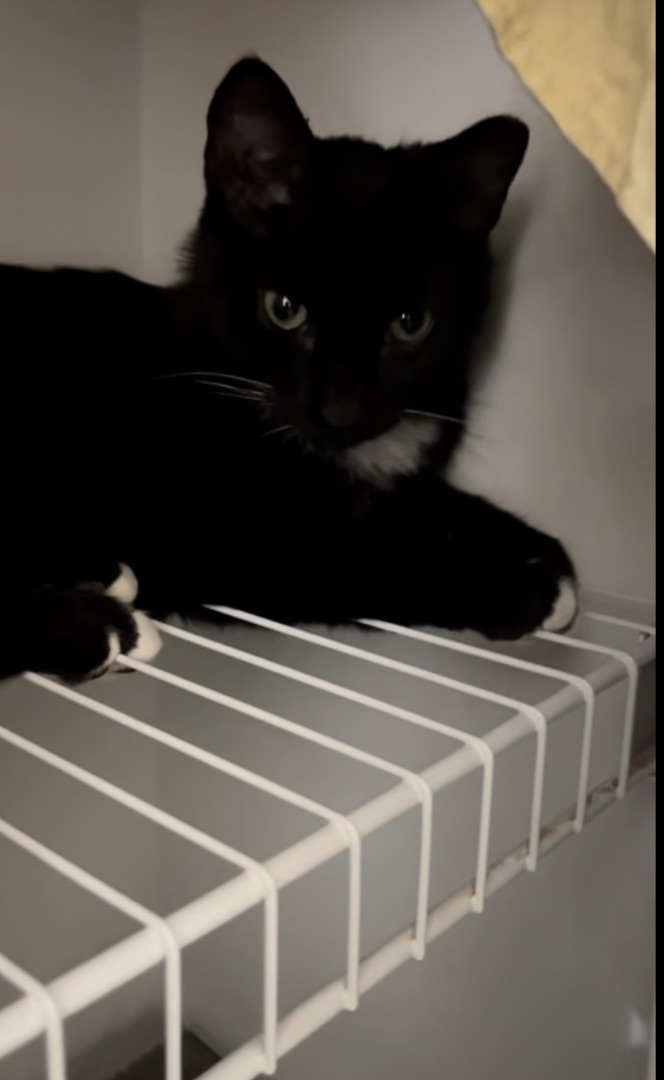 Enlarge Ronnie, a Adoptable Domestic Short Hair in Richmond, VA image 2/2