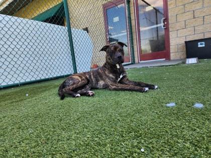 Benito, Adoptable, Adult Male Mixed Breed & Mixed Breed.