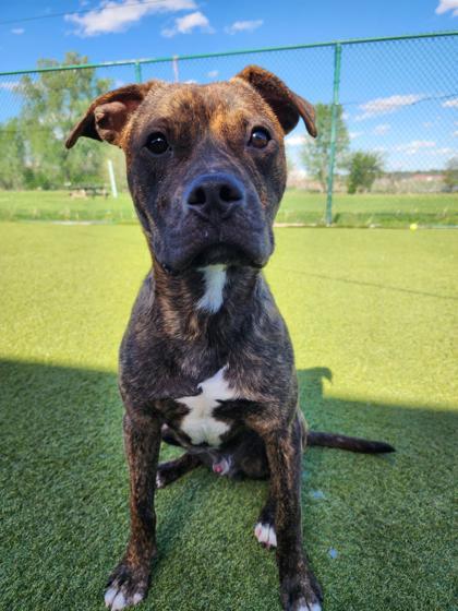 Enlarge Benito, a Adoptable mixed breed in Independence, MO image 2/3