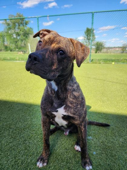 Enlarge Benito, a Adoptable mixed breed in Independence, MO image 3/3