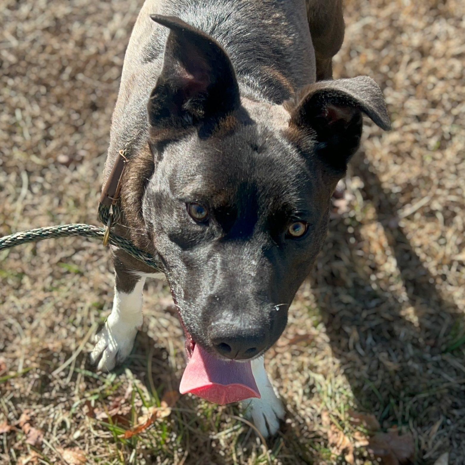 Enlarge Ringo, a ADOPTABLE mixed breed in Cumberland , VA image 4/4