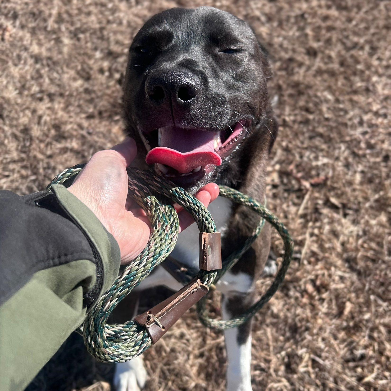 Enlarge Ringo, a ADOPTABLE mixed breed in Cumberland , VA image 2/4