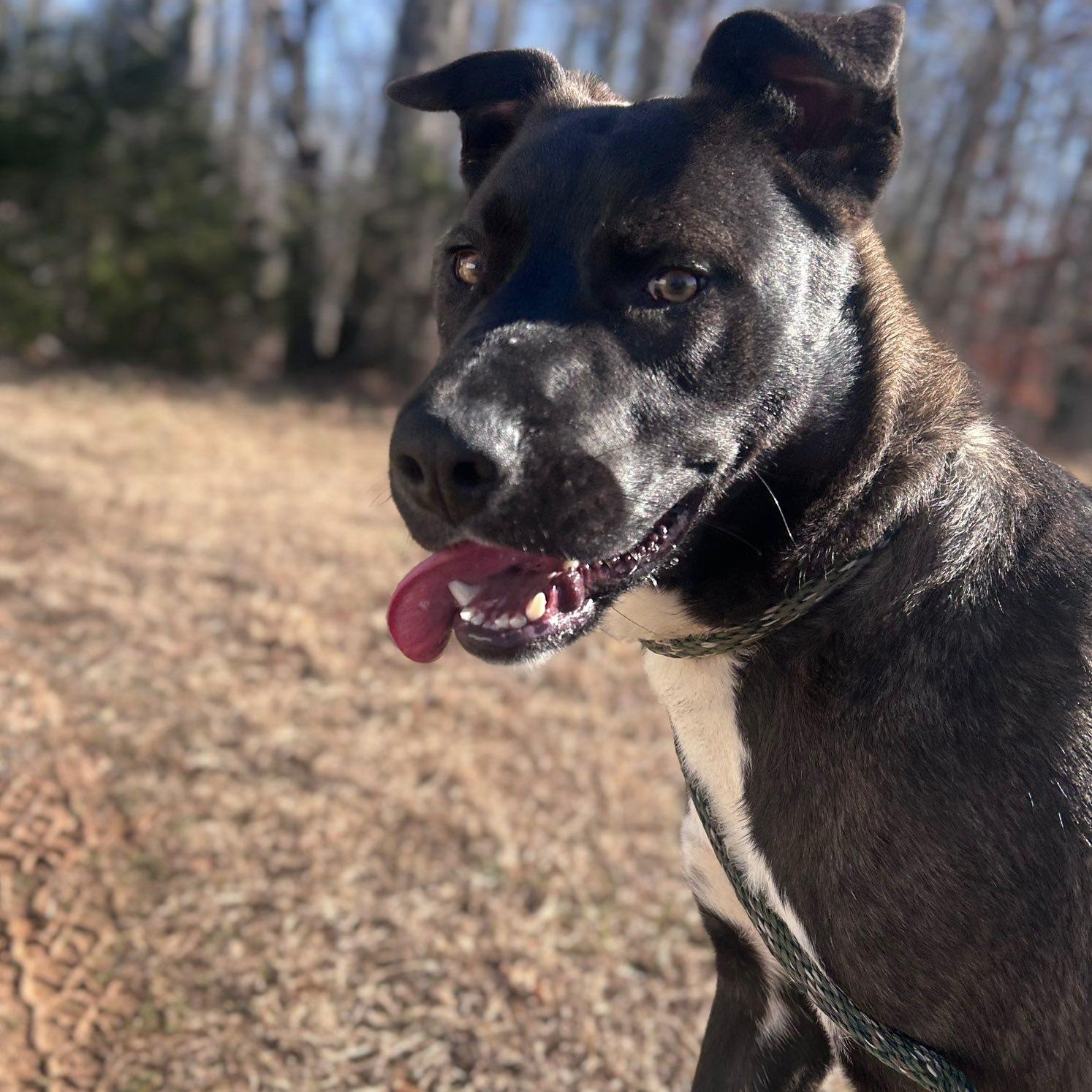 Enlarge Ringo, a ADOPTABLE mixed breed in Cumberland , VA image 1/4