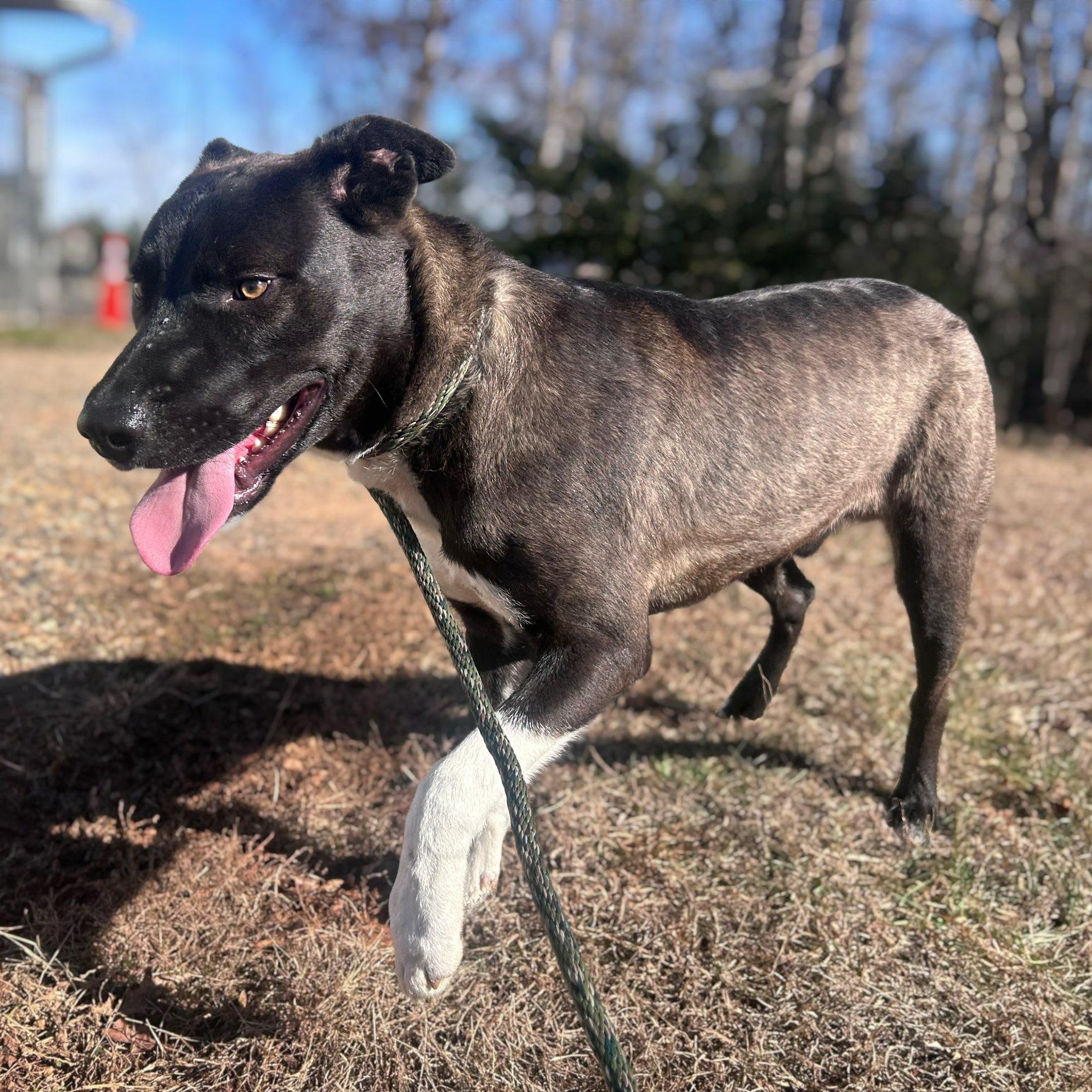Enlarge Ringo, a ADOPTABLE mixed breed in Cumberland , VA image 3/4