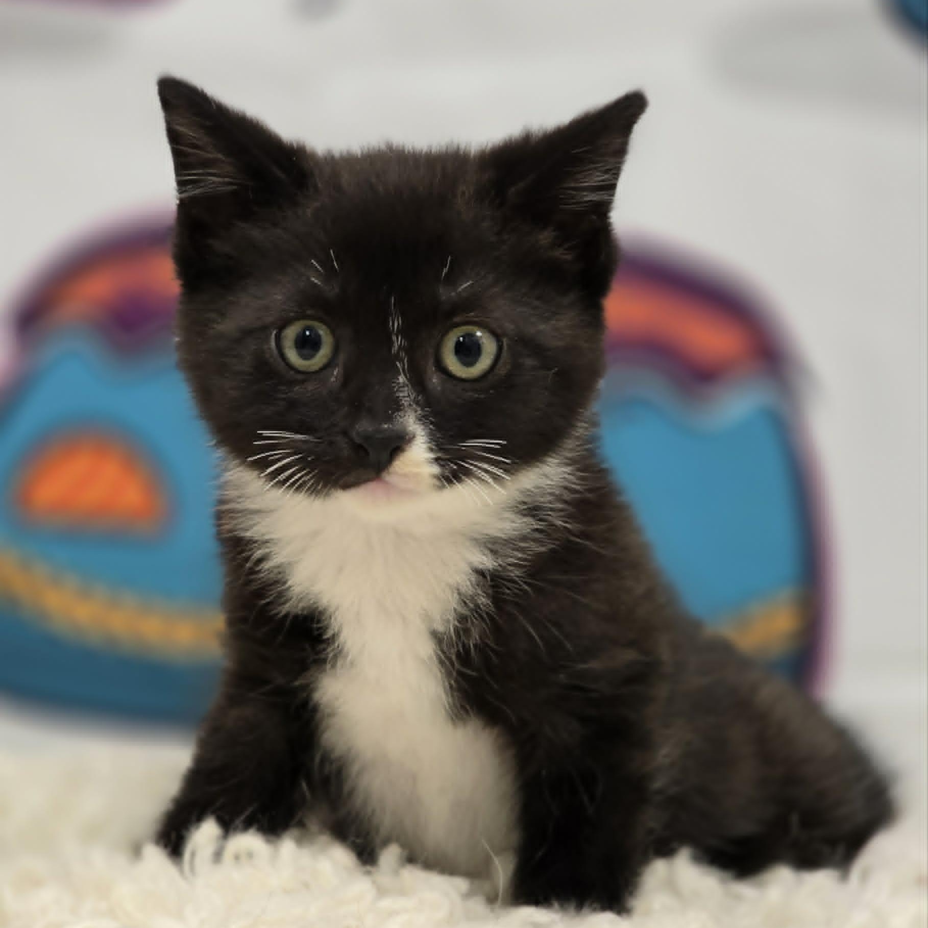 Denali, adopted, Young Male Domestic Short Hair.