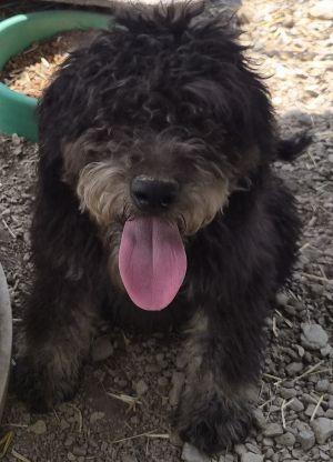 Gamble, an adopted mixed breed in Savannah, MO image 1/2